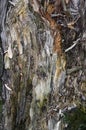 Texture of old rotten stump driftwood closeup