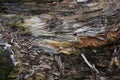 Texture of old rotten stump driftwood closeup