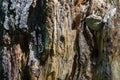 Texture of old rotten stump driftwood closeup