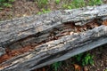 Texture of old rotten wood closeup Royalty Free Stock Photo