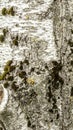 Texture of old rough birch bark with small patches of green moss, close-up abstract background Royalty Free Stock Photo