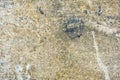 Texture old rough surface of cement, concrete with large sand, stones fractions Royalty Free Stock Photo