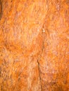 Texture of old sequoia Royalty Free Stock Photo