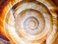 Texture of the old shell spiral snail