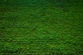 Texture of old stone brink wall covered green moss,for green nature Royalty Free Stock Photo