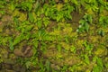 Texture of old stone wall covered green moss in Fort Rotterdam, Makassar - Indonesia Royalty Free Stock Photo