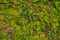 Texture of old stone wall covered green moss in Fort Rotterdam, Makassar - Indonesia Royalty Free Stock Photo