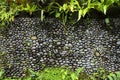 Texture of old stone wall covered green moss in Indonesia Royalty Free Stock Photo