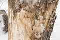 The texture of an old stump in snow and frost, on a white snow background Royalty Free Stock Photo