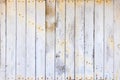 Texture of the old surface of a wooden wall painted with white paint, a layer of paint flakes and falls behind the tree Royalty Free Stock Photo