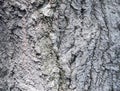 Texture of old tree bark