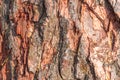 Texture of old tree bark, Embossed texture of the bark pine Royalty Free Stock Photo