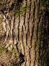 Texture of old tree bark wth a warm light and moss, place for your logo, nature details Royalty Free Stock Photo