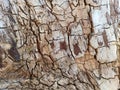 Wood Abstract Background Texture With Cracks and Scratches Royalty Free Stock Photo