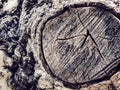 Texture old tree wood, annual growth ring Royalty Free Stock Photo