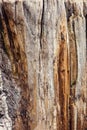 Texture old tree wood, annual growth ring Royalty Free Stock Photo