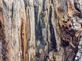 Texture old tree wood, annual growth ring Royalty Free Stock Photo