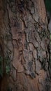 Texture of old tropical tree bark with green moss spots. Royalty Free Stock Photo