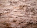 Texture old trunk of broadleaved tree Royalty Free Stock Photo