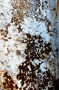 Texture of an old white rusted metal iron sheet. Detailed rust background Royalty Free Stock Photo