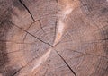 Old Wood Tree Rings Texture-8 Royalty Free Stock Photo