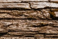 The texture of old wood and moss. Tree bark texture Royalty Free Stock Photo