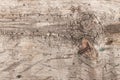 Texture of old wood with a rusty nail Royalty Free Stock Photo