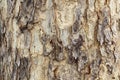 Texture of Old Wood Tree bark for background