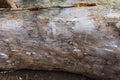 Texture of old wood trunk, tunnels made by bark beetle. Royalty Free Stock Photo