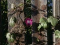 The texture of the old wooden fence and climbing plants on it with a purple flower Royalty Free Stock Photo