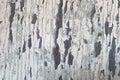 Texture of old wooden wall with cracking white paint