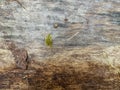 Texture of an old wooden wall.