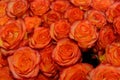 Texture of orange rose buds tightly folded, a large number