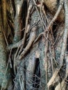 The texture of the organic banyan tree root