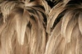 Texture Of Ostrich Plumage
