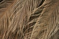 Texture of ostrich plumage