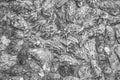 Texture of oyster shells on the wall. black and white Royalty Free Stock Photo