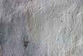 Texture of the painted wall, white paint. Royalty Free Stock Photo