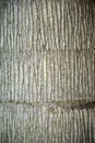 Texture of palm bark macro. Palm tree large trunk detailed structure background and texture of bark. Palm trunk and bark close up Royalty Free Stock Photo