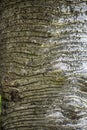 Texture of palm bark macro. Palm tree large trunk detailed structure background and texture of bark. Palm trunk and bark close up Royalty Free Stock Photo