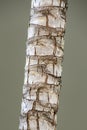 Texture of palm bark macro. Palm tree large trunk detailed structure background and texture of bark. Palm trunk and bark close up Royalty Free Stock Photo