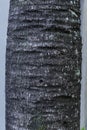 Texture of palm bark macro. Palm tree large trunk detailed structure background and texture of bark. Palm trunk and bark close up Royalty Free Stock Photo