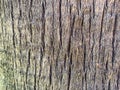 Texture of palm bark macro. Palm tree large trunk detailed structure background and texture of bark. Palm trunk and bark close-up. Royalty Free Stock Photo