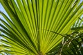 The texture of a palm branch with oblong green leaves. Tropical plants and trees, close-up. Royalty Free Stock Photo