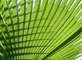 Texture palm leaf Royalty Free Stock Photo