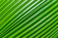 Texture Of Palm Leaf Royalty Free Stock Photo