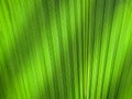 The texture of the palm leaf on the lumen