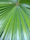 The texture of palm leaf take by close up Royalty Free Stock Photo
