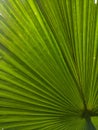 The texture of palm leaf take by close up view Royalty Free Stock Photo