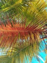 Texture of palm leaves of three colors. Textura de hojas de palmeras de tres colores.